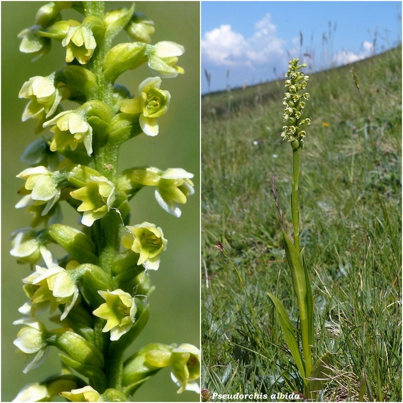 Monte Doro e Cima della Laghetta, le orchidee e i loro ambienti - luglio 2025.